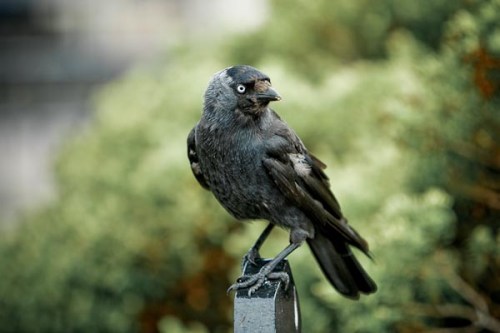 Wonderland : Creative Catalyst 26, ISO 200, 1650mm, 1/250 sec, F2.8.