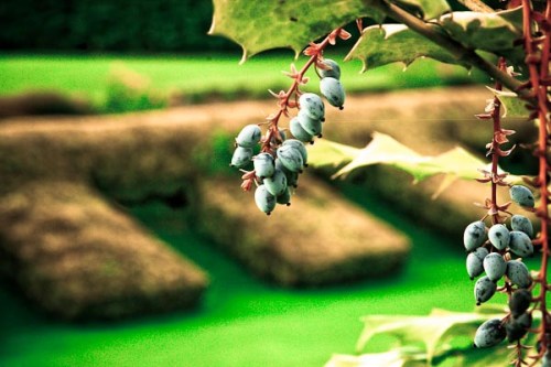 Wonderland : Creative Catalyst 51, ISO 1250, 105mm, 1/30 sec, F16.