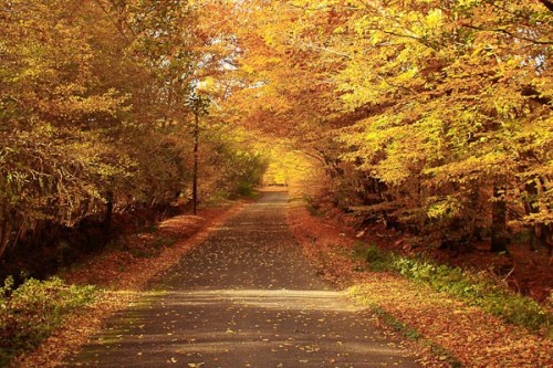 Taken in early November 2007 in Hertfordshire near Hitchin/Stevenage.