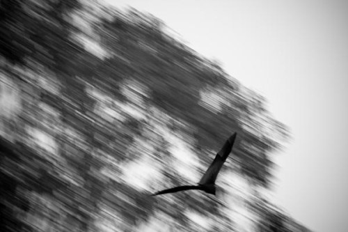 Bat flying through the trees. ISO 1250, 200mm, 1/50 sec, F2.8.