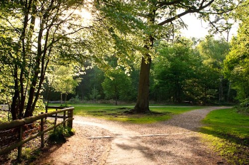 The pathways in the middle of Black Park near Slough. Taken in May 2008.