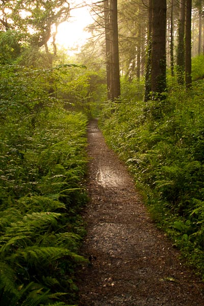 Taken in Cornwall in May 2008 in a forest that contained the lodges we were staying at. Taken at ISO 1250, 1/30 sec, F6.3.