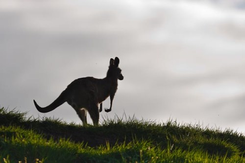 One of my first shots with a 400mm lens. I went for a silhouette style of image.