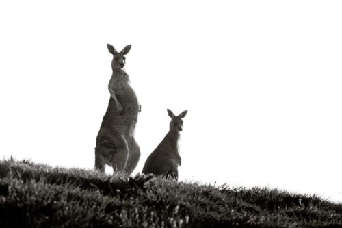 I think the Kangaroos were looking at Barry put on a 300mm lens on his camera.