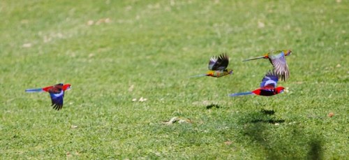 Rainbow Loriketts flying off...