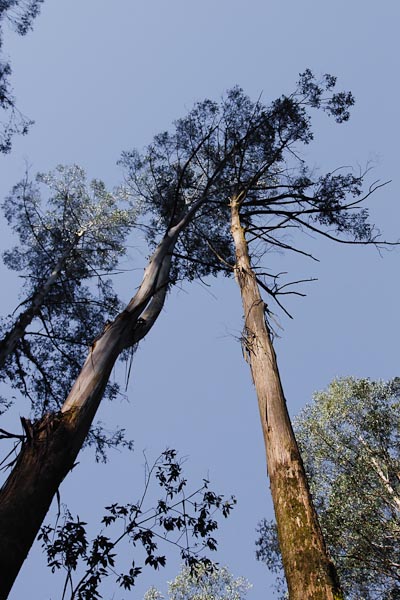 Very tall trees!! Probably 60 meters...