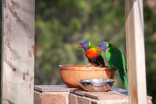 Rainbow Loriketts drinking water...